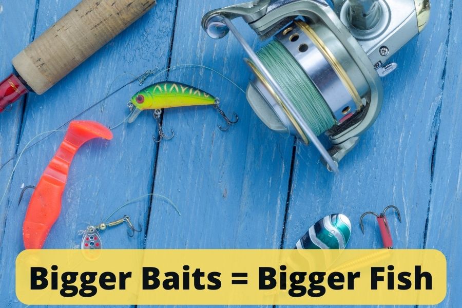 Do Bigger Baits Catch Bigger Fish or Does It Really Matter?