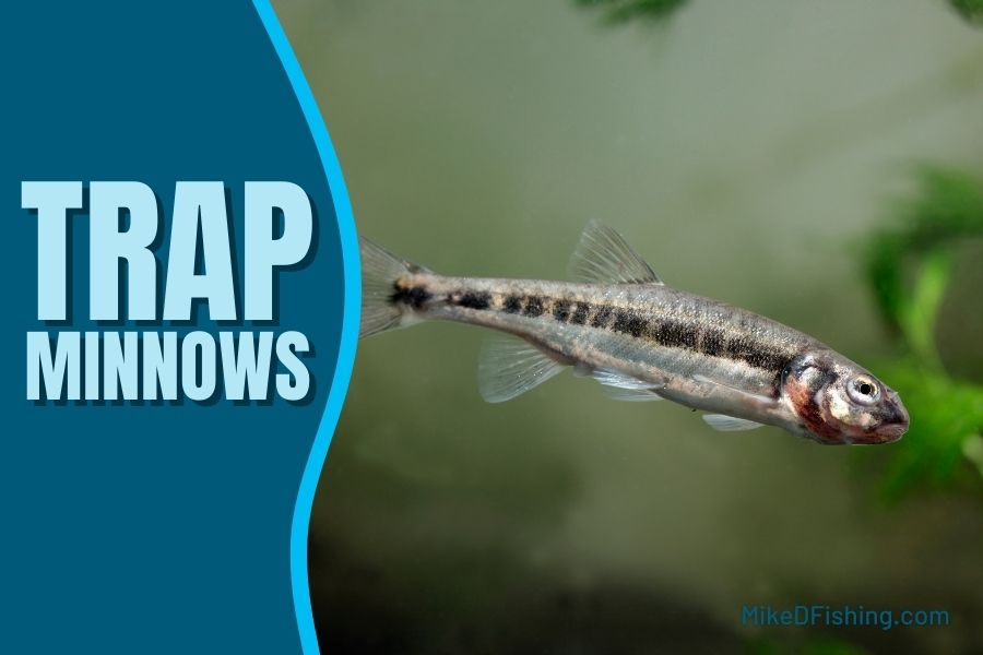 Tips to Trap Minnows Quickly with a Minnow Trap