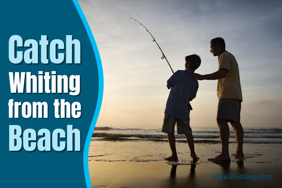 how to catch whiting from the beach