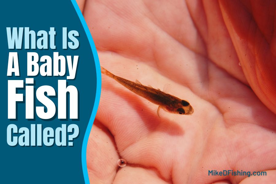 Diving into the World of Baby Fish: What Are They Called?