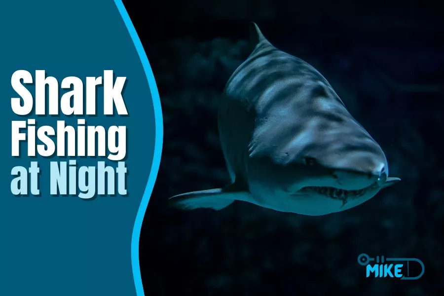 shark fishing at night